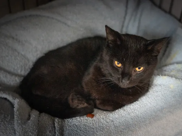 Znaleziono kota, Sosnowiec, 12 stycznia 2025 (3/5)