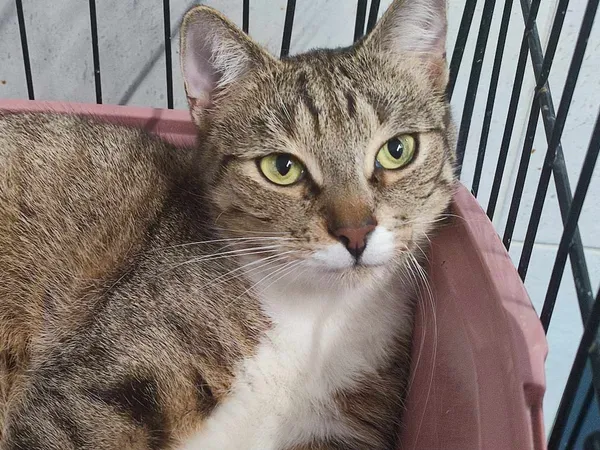 Znaleziono kota, Sosnowiec, 11 stycznia 2025 (1/2)