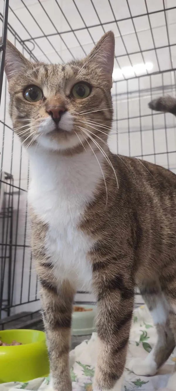 Znaleziono kota, Sosnowiec, 11 stycznia 2025 (2/2)