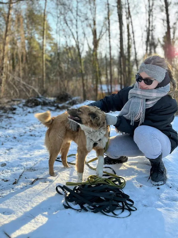 Pies do adopcji, Milanówek, 13 stycznia 2025 (1/5)