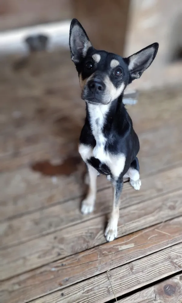 Pies do adopcji, Orzechowce, 12 stycznia 2025 (3/3)