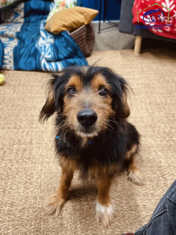 Pies do adopcji, Szczecin, 12 stycznia 2025 (1/5)