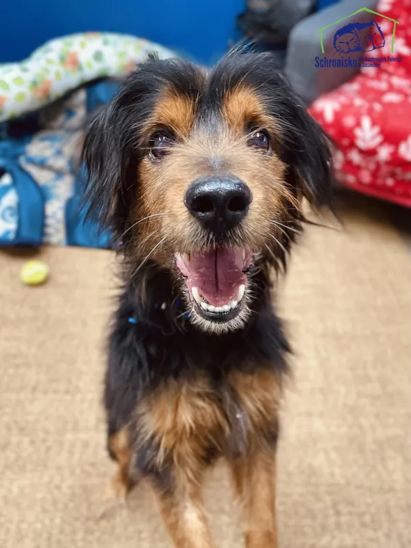 Pies do adopcji, Szczecin, 12 stycznia 2025 (2/5)