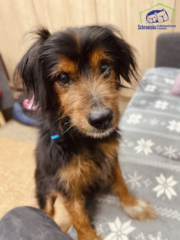 Pies do adopcji, Szczecin, 12 stycznia 2025 (3/5)