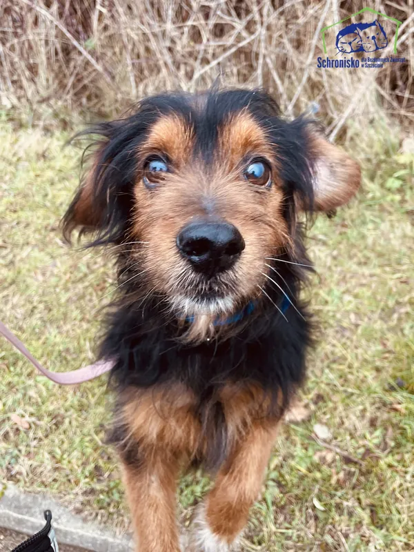 Pies do adopcji, Szczecin, 12 stycznia 2025 (4/5)