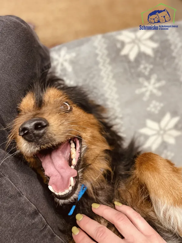 Pies do adopcji, Szczecin, 12 stycznia 2025 (5/5)