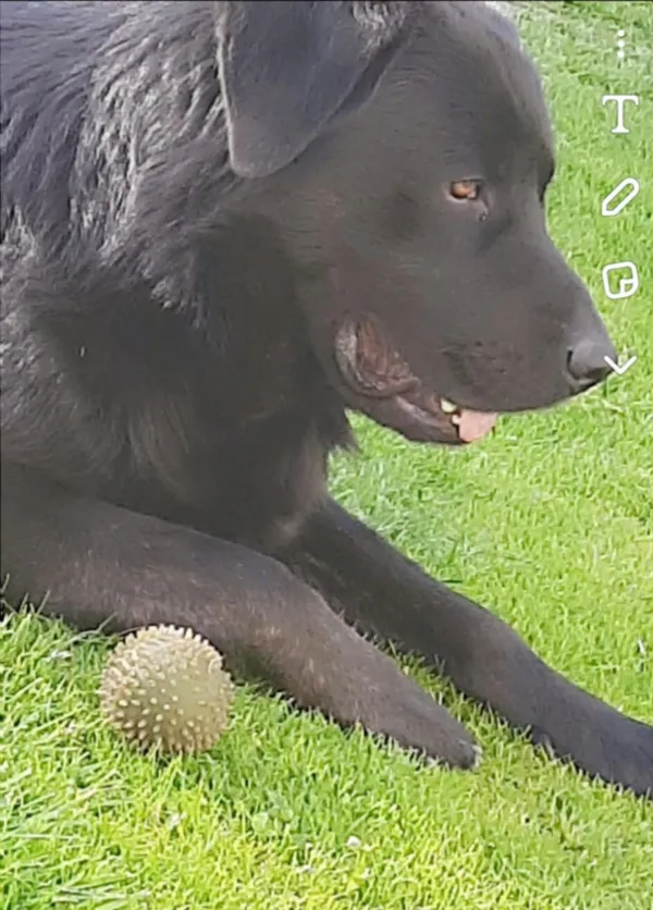 Zaginął pies, Kietlin, 14 stycznia 2025 (1/2)