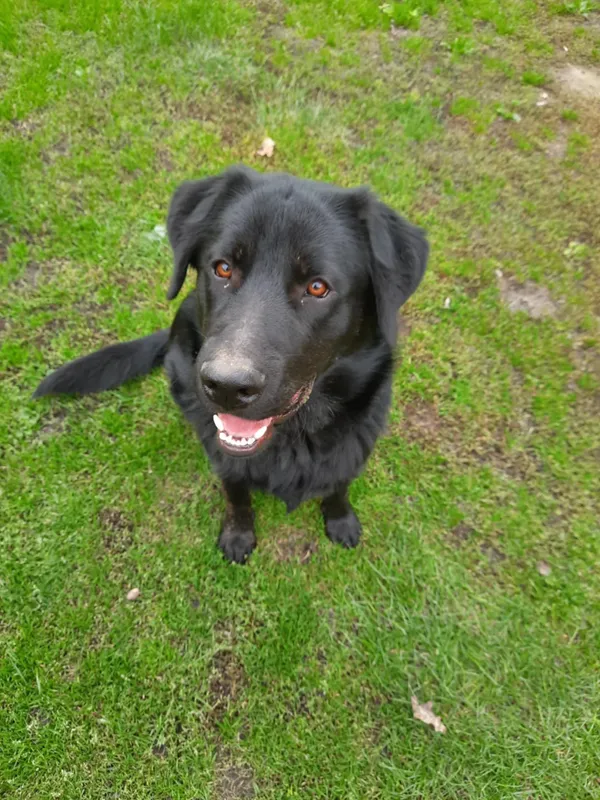 Zaginął pies, Kietlin, 14 stycznia 2025 (2/2)