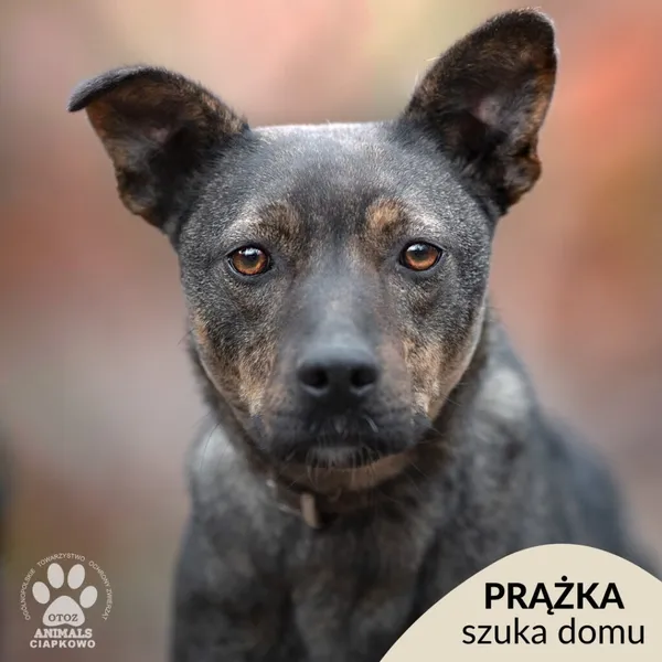 Pies do adopcji, Gdynia, 14 stycznia 2025 (1/4)