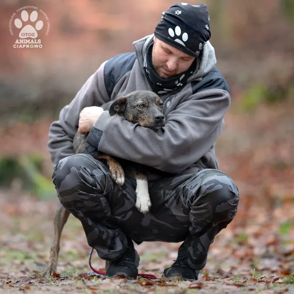 Pies do adopcji, Gdynia, 14 stycznia 2025 (2/4)