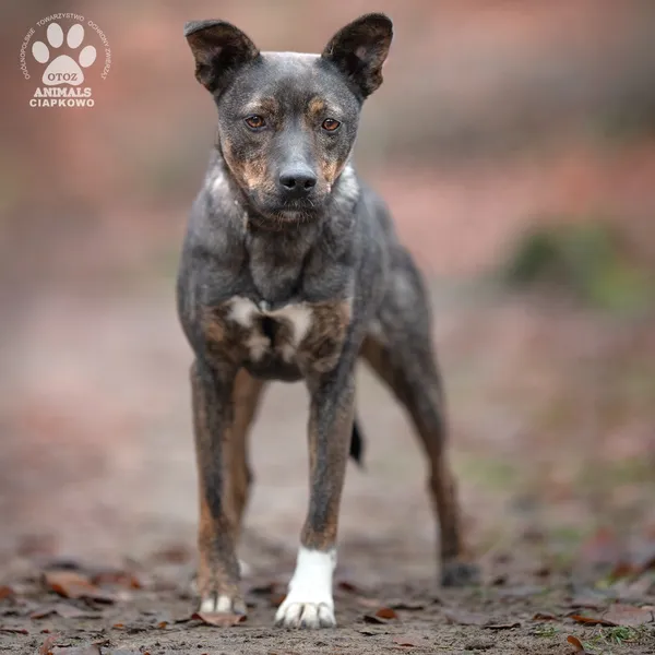 Pies do adopcji, Gdynia, 14 stycznia 2025 (4/4)