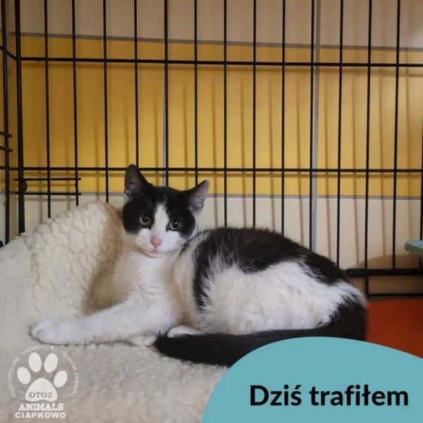 Znaleziono kota, Gdynia, 10 stycznia 2025