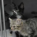 Kot do adopcji