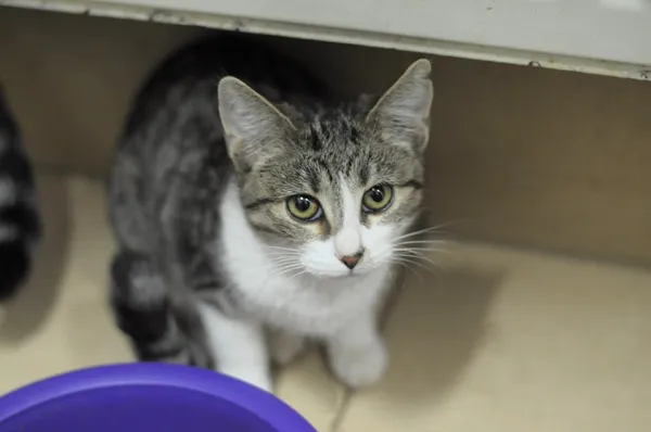 Kot do adopcji, Olsztyn, 7 października 2024