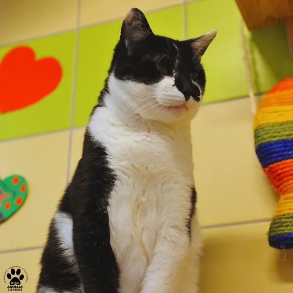 Kot do adopcji, Gdynia, 14 stycznia 2025 (4/5)