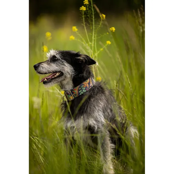 Znaleziono psa, Białystok, 27 grudnia 2024 (1/5)