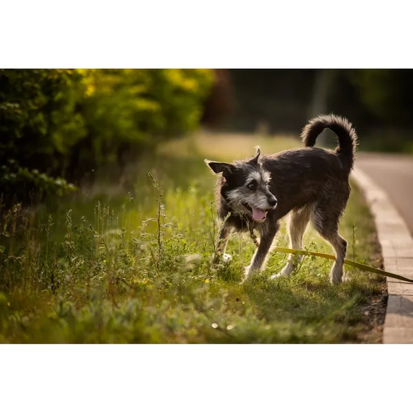 Znaleziono psa, Białystok, 27 grudnia 2024 (2/5)