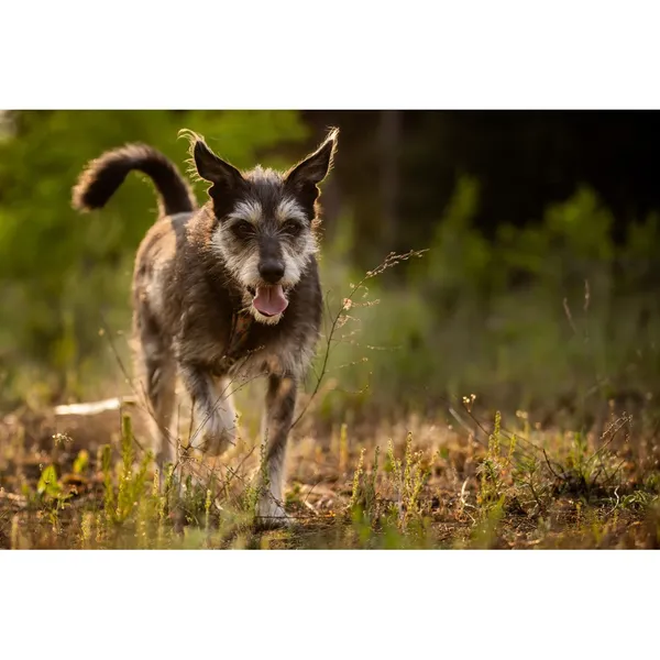 Znaleziono psa, Białystok, 27 grudnia 2024 (3/5)