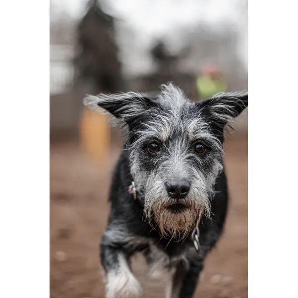 Znaleziono psa, Białystok, 27 grudnia 2024 (4/5)