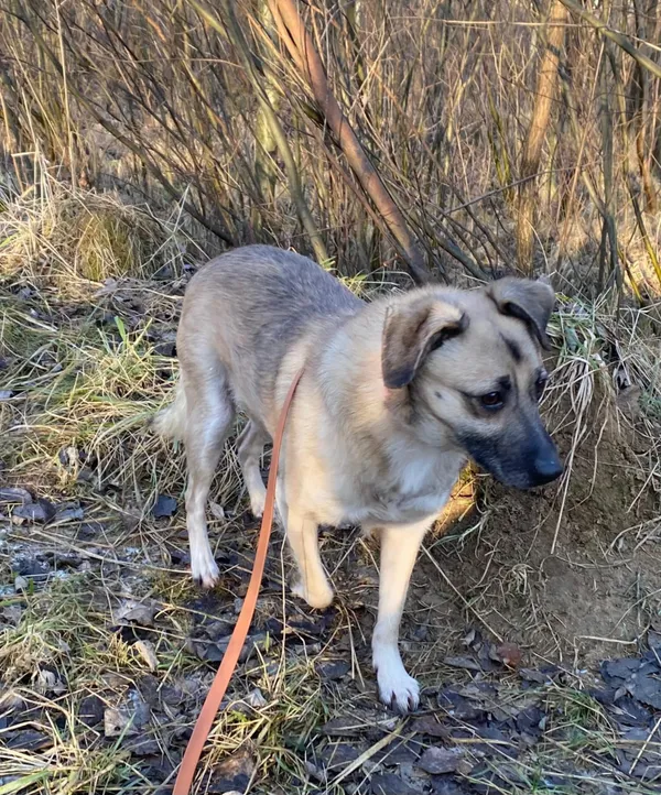 Pies do adopcji, Żywiec, 15 stycznia 2025 (1/5)