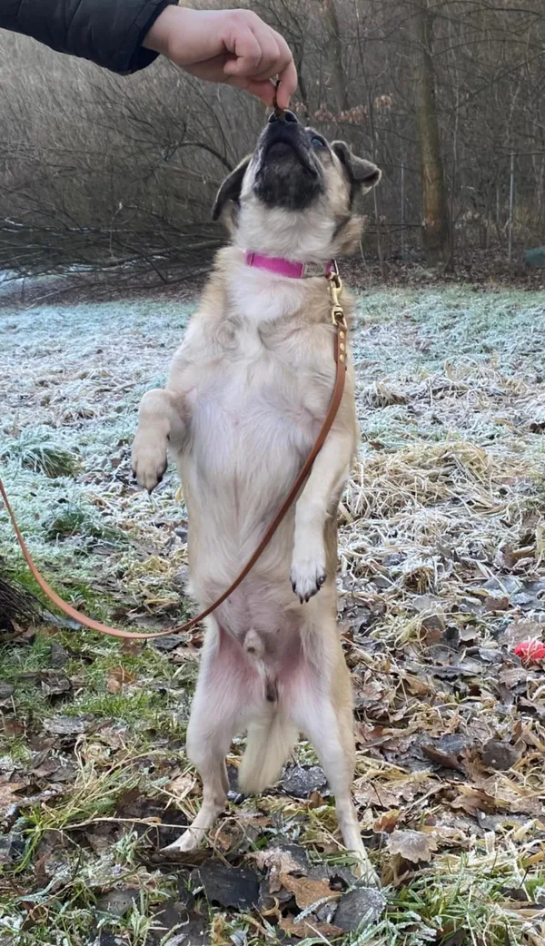 Pies do adopcji, Żywiec, 15 stycznia 2025 (2/5)