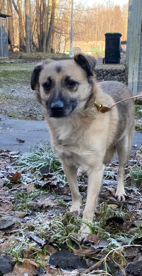Pies do adopcji, Żywiec, 15 stycznia 2025 (3/5)