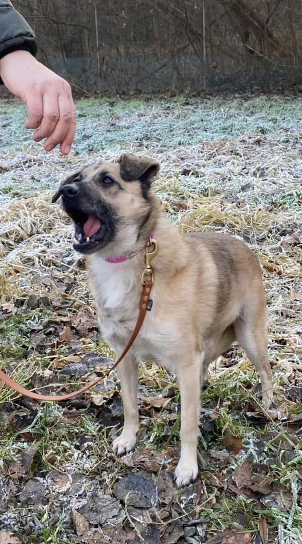 Pies do adopcji, Żywiec, 15 stycznia 2025 (4/5)