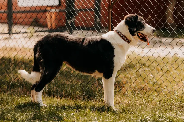 Pies do adopcji, Czartki, 15 stycznia 2025 (1/5)