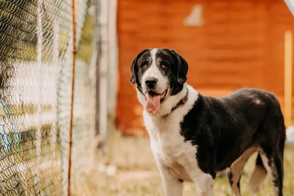 Pies do adopcji, Czartki, 15 stycznia 2025 (3/5)