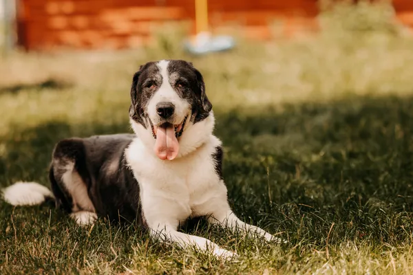 Pies do adopcji, Czartki, 15 stycznia 2025 (4/5)