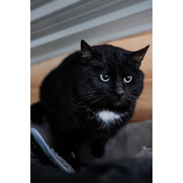 Znaleziono kota, Białystok, 15 stycznia 2025 (2/4)