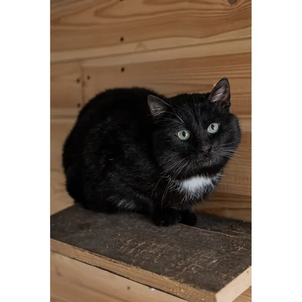 Znaleziono kota, Białystok, 15 stycznia 2025 (4/4)