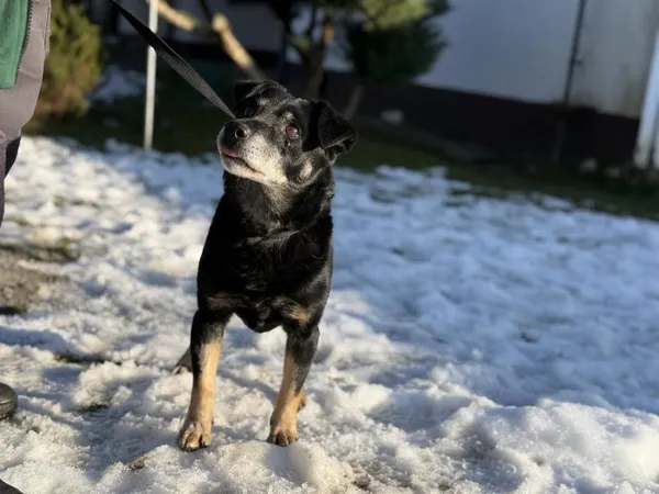 Pies do adopcji, Kraków, 1 stycznia 2025 (4/4)