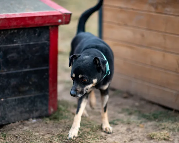 Znaleziono psa, Racławice, 11 stycznia 2025 (1/5)