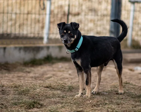Znaleziono psa, Racławice, 11 stycznia 2025 (4/5)