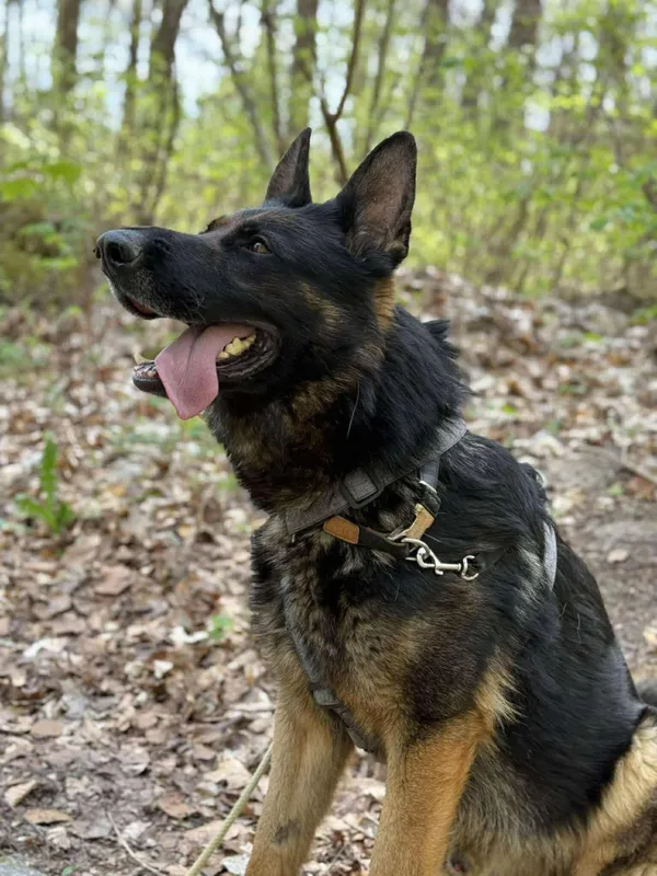 Znaleziono psa, Chojnice, 16 stycznia 2025 (1/5)