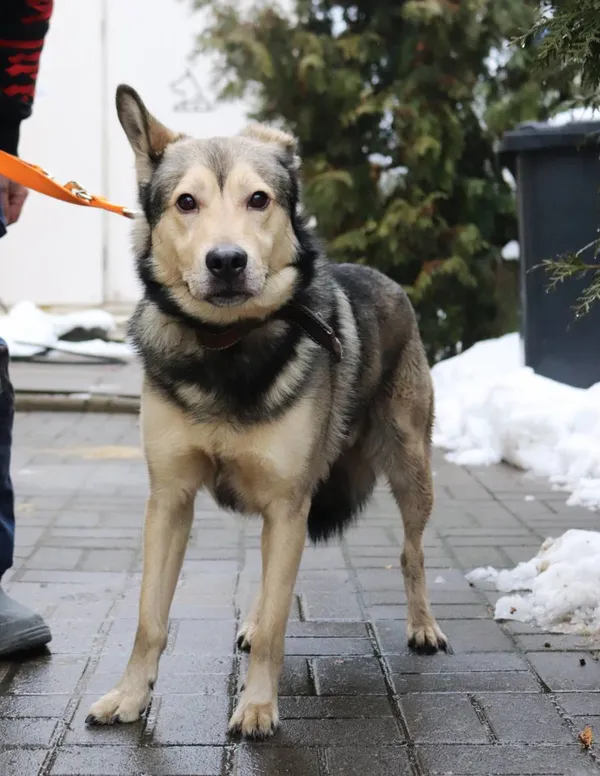Znaleziono psa, Łódź, 16 stycznia 2025 (2/5)