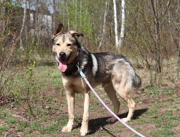 Znaleziono psa, Łódź, 16 stycznia 2025 (3/5)