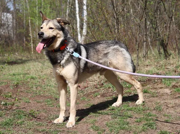 Znaleziono psa, Łódź, 16 stycznia 2025 (4/5)