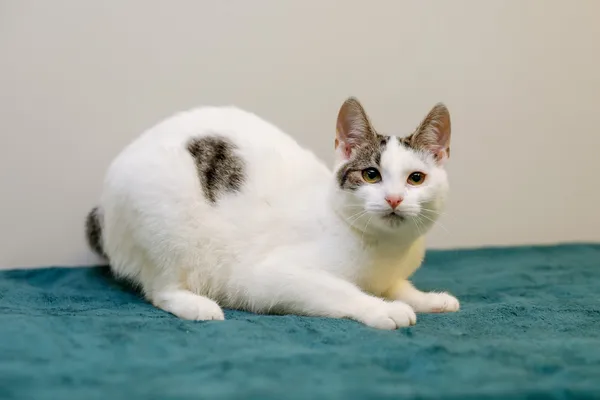 Kot do adopcji, Elbląg, 5 grudnia 2024 (4/4)