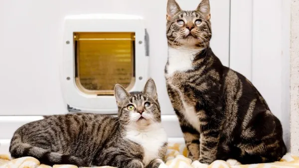 Kot do adopcji, Elbląg, 5 grudnia 2024 (1/5)