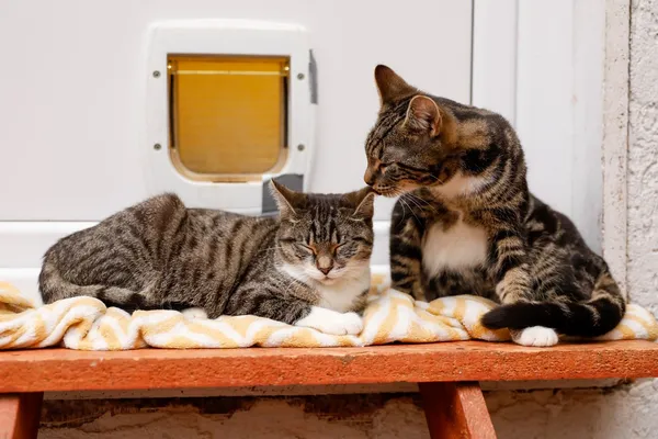 Kot do adopcji, Elbląg, 5 grudnia 2024 (2/5)