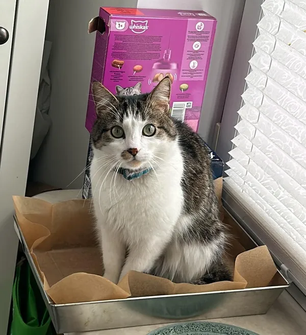 Znaleziono kota, Wasilków, 17 stycznia 2025