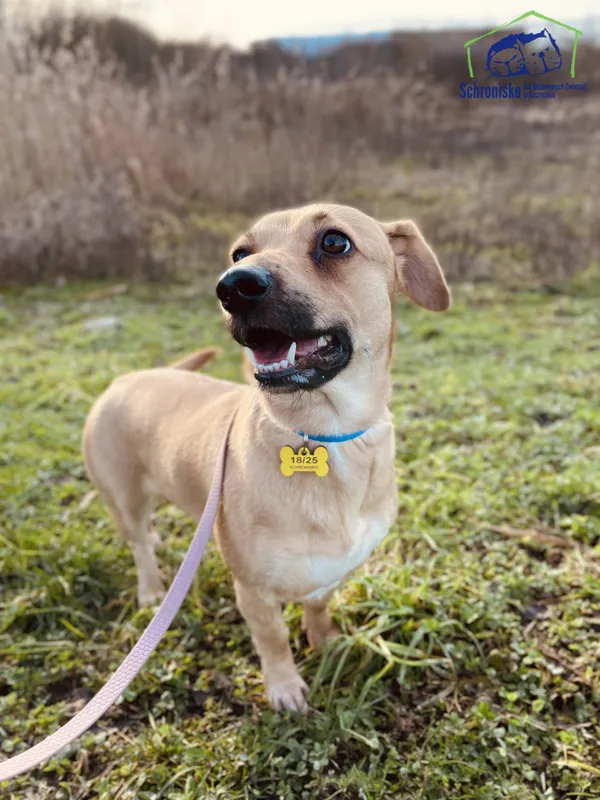 Pies do adopcji, Szczecin, 17 stycznia 2025 (1/3)