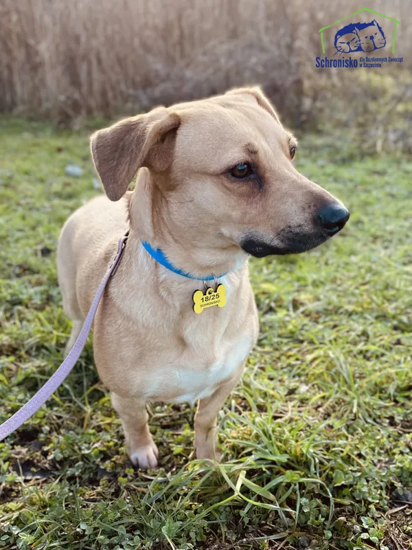 Pies do adopcji, Szczecin, 17 stycznia 2025 (2/3)