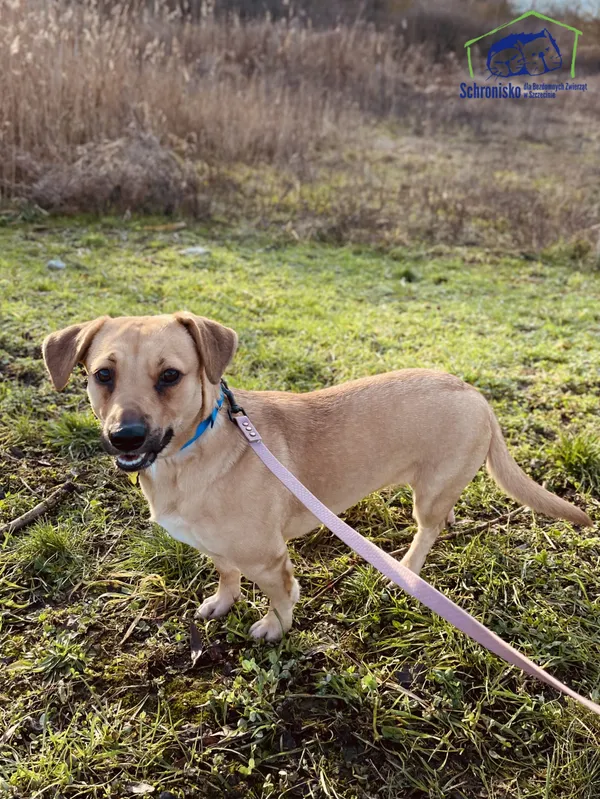 Pies do adopcji, Szczecin, 17 stycznia 2025 (3/3)