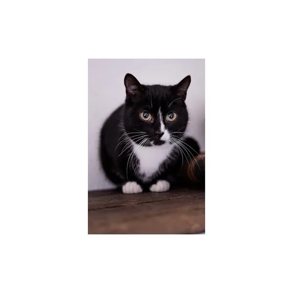 Znaleziono kota, Białystok, 26 listopada 2024 (1/3)