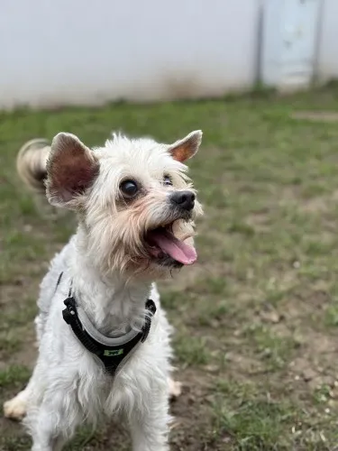 Pies do adopcji, Kraków, 3 stycznia 2025 (2/3)