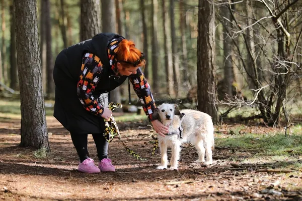 Pies do adopcji, Piła, 1 września 2014 (2/5)