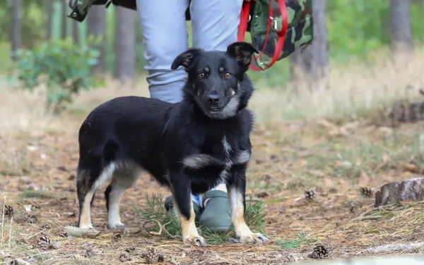 Pies do adopcji, Piła, 25 lipca 2022 (2/4)